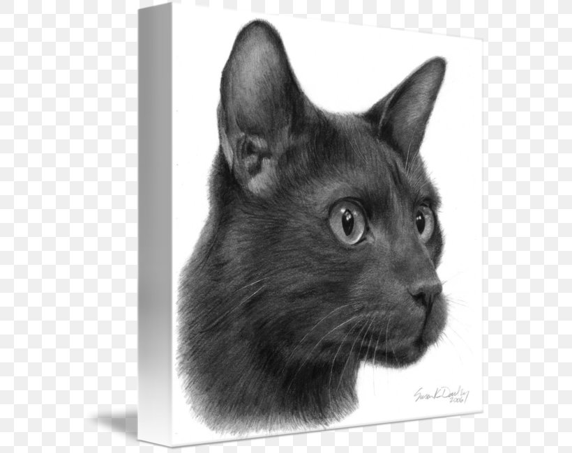 Russian Blue Korat Nebelung Bombay Cat Chartreux, PNG, 578x650px, Russian Blue, Asian, Black, Black And White, Black Cat Download Free