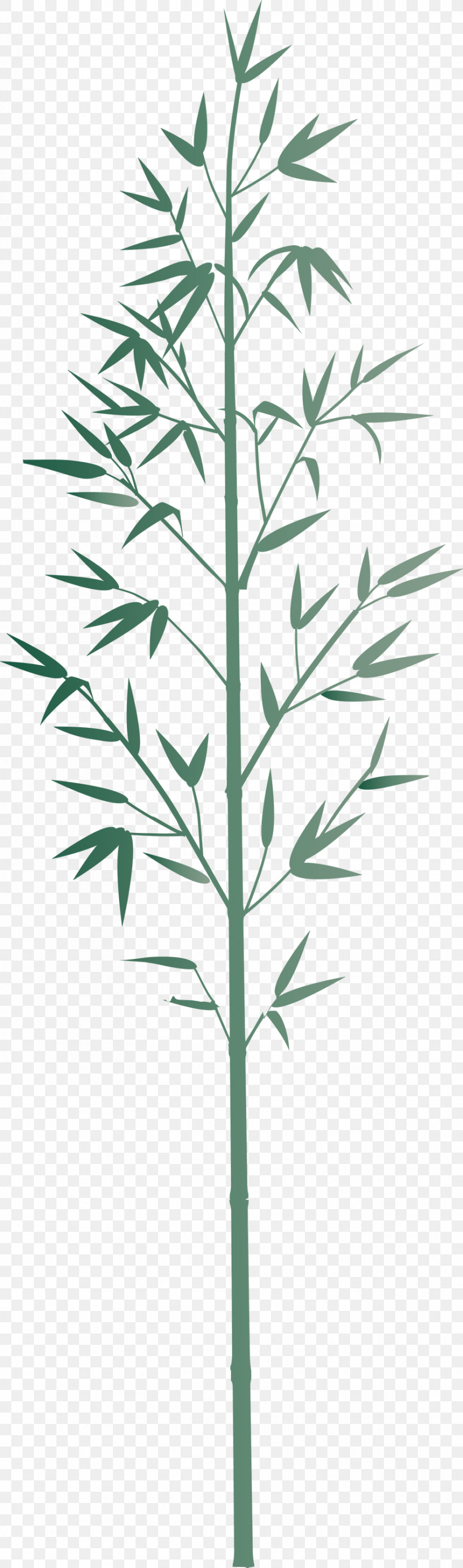 Bamboo Leaf, PNG, 886x2999px, Bamboo, American Larch, Cleavers, Elymus Repens, Flower Download Free