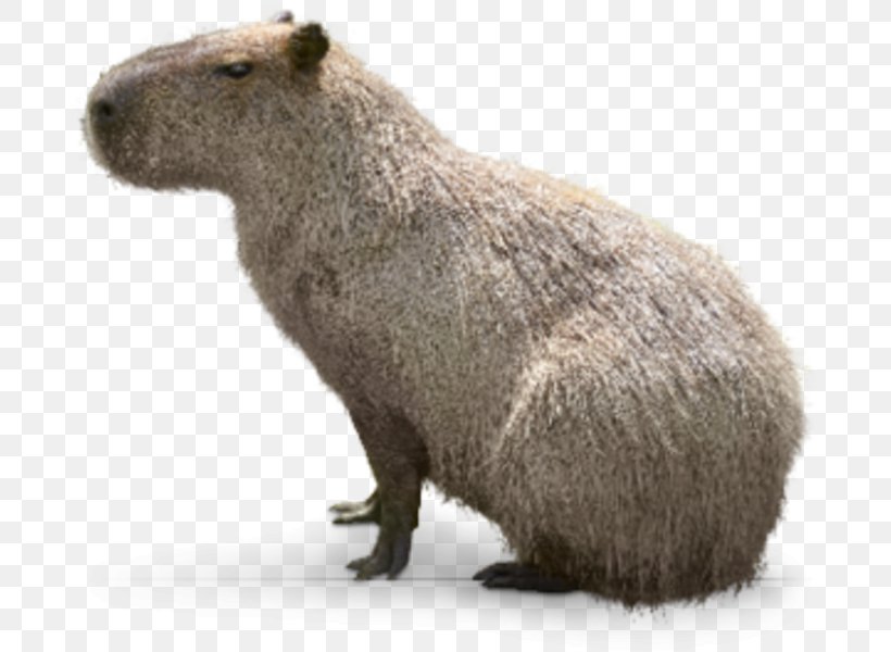 Capybara Interdigital Webbing Webbed Toes Hellabrunn Zoo Snout, PNG, 700x600px, Capybara, Fauna, Fur, Hellabrunn Zoo, Interdigital Webbing Download Free
