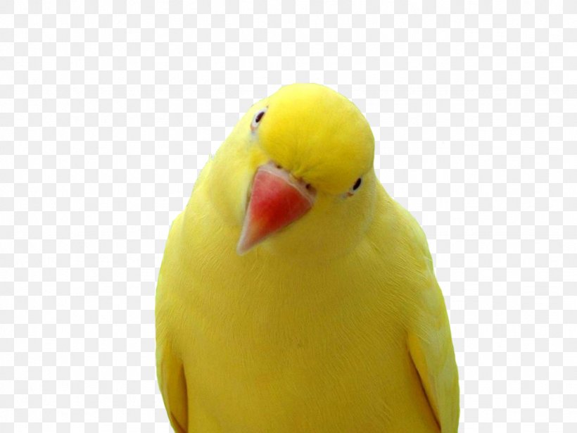 Bird Blue-and-yellow Macaw True Parrot, PNG, 1024x768px, Bird, Beak, Blueandyellow Macaw, Cockatoo, Common Pet Parakeet Download Free