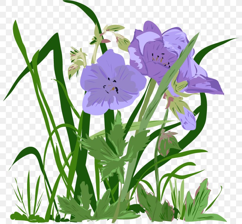 Harebell Bellflower Plant Stem Cut Flowers Herbaceous Plant, PNG, 800x760px, Watercolor, Cartoon, Flower, Frame, Heart Download Free