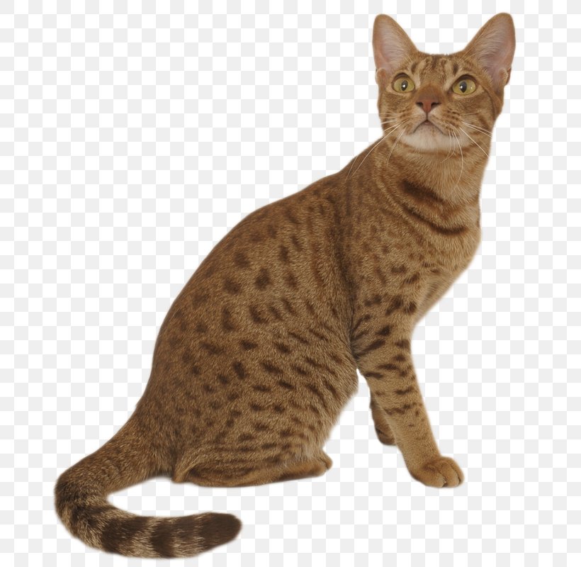 Ocicat Exotic Shorthair Savannah Cat Siberian Cat Toyger, PNG, 800x800px, Ocicat, Abyssinian Cat, American Shorthair, American Wirehair, Asian Download Free