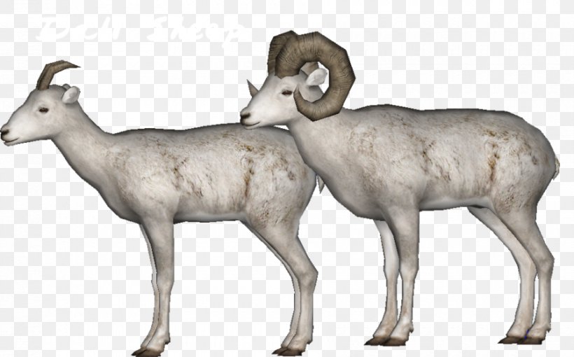 Argali Deer Mr. Krabs Antelope Sheep, PNG, 900x560px, Argali, Animal, Antelope, Bighorn, Cow Goat Family Download Free