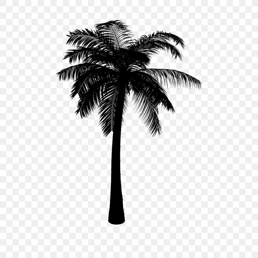 Asian Palmyra Palm Coconut Black & White, PNG, 2048x2048px, Asian Palmyra Palm, Arecales, Attalea Speciosa, Black, Black White M Download Free