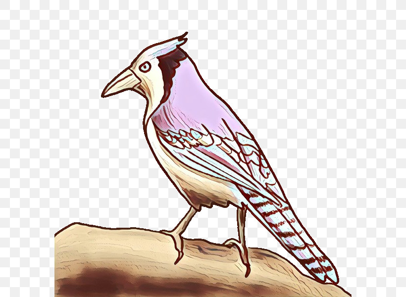 Bird Beak Jay Perching Bird Songbird, PNG, 600x600px, Bird, Beak, Drawing, Jay, Lark Download Free