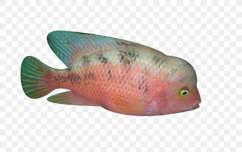 Northern Red Snapper Fish Biology Ocean, PNG, 688x516px, Northern Red Snapper, Biology, Fauna, Fish, Marine Biology Download Free