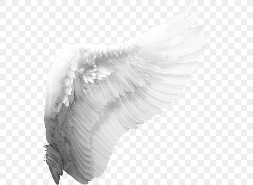 Cherub Angel Wing Clip Art, PNG, 539x600px, Cherub, Angel, Black And White, Drawing, Feather Download Free