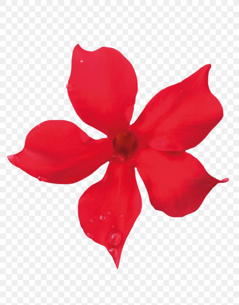 Flower Petal Rocktrumpet Red Color, PNG, 1814x2314px, Flower, Blue, Color, Cut Flowers, Floral Design Download Free