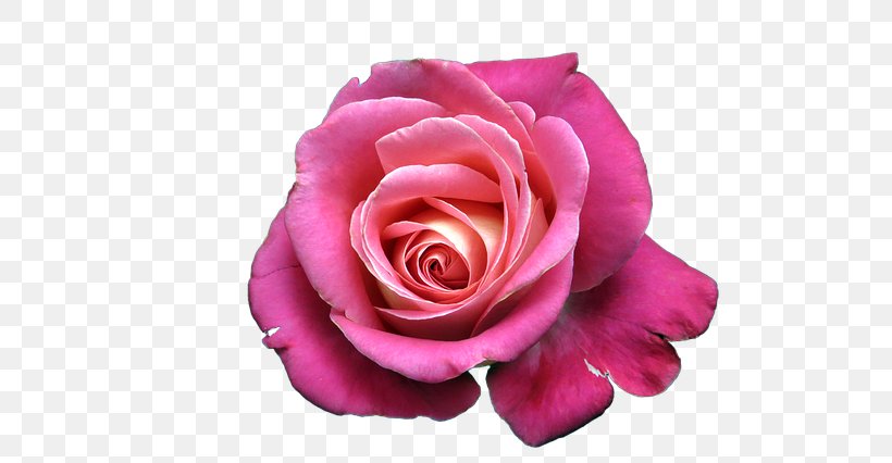 Garden Roses Cabbage Rose Still Life: Pink Roses China Rose, PNG, 640x426px, Garden Roses, Cabbage Rose, China Rose, Close Up, Color Download Free