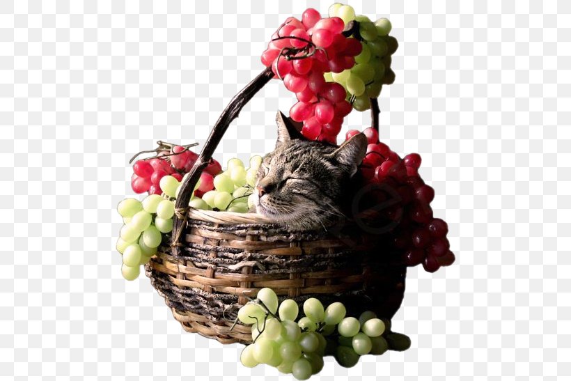 Les Accommodements Raisonnables Cat The Strawberry Basket, PNG, 493x547px, Watercolor, Cartoon, Flower, Frame, Heart Download Free