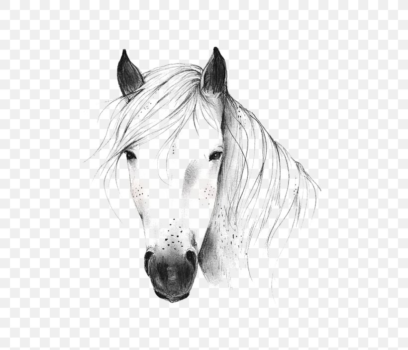 Wild Horse Drawing Illustration, PNG, 564x705px, Horse, Art, Black And White, Bridle, Drawing Download Free