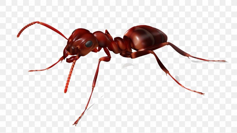 Ant Clip Art Image Desktop Wallpaper, PNG, 1600x900px, Ant, Arthropod, Drawing, Insect, Invertebrate Download Free