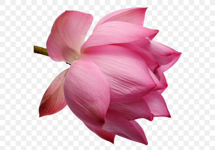Cut Flowers Petal Rose Family Clip Art, PNG, 600x575px, Flower, Abstract Art, Cut Flowers, Flower Bouquet, Flowering Plant Download Free
