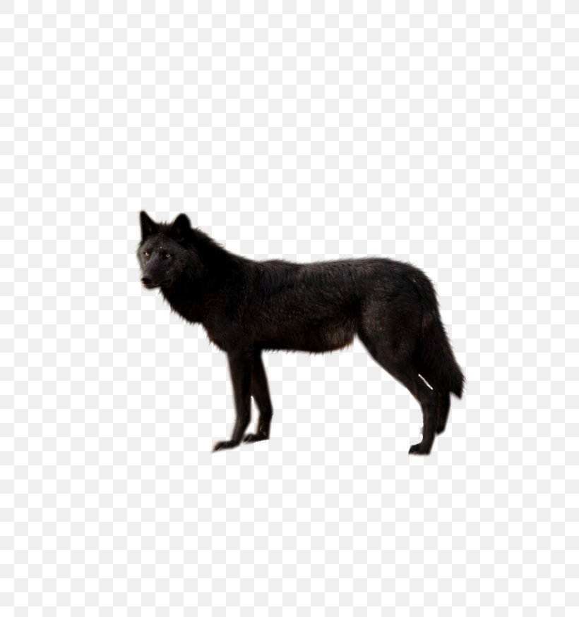 Dog Wolf Walking Black Wolf Coyote, PNG, 700x875px, Dog, Alaskan Tundra Wolf, Big Cats, Black And White, Black Panther Download Free