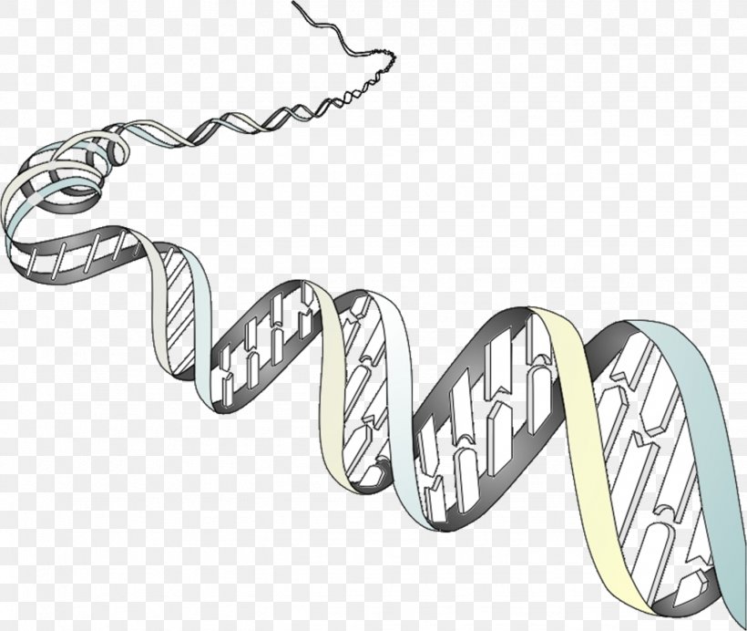 Genetics Organism Cell Phenotype Chromosome, PNG, 1439x1215px, Genetics, Biology, Body Jewelry, Brand, Cell Download Free