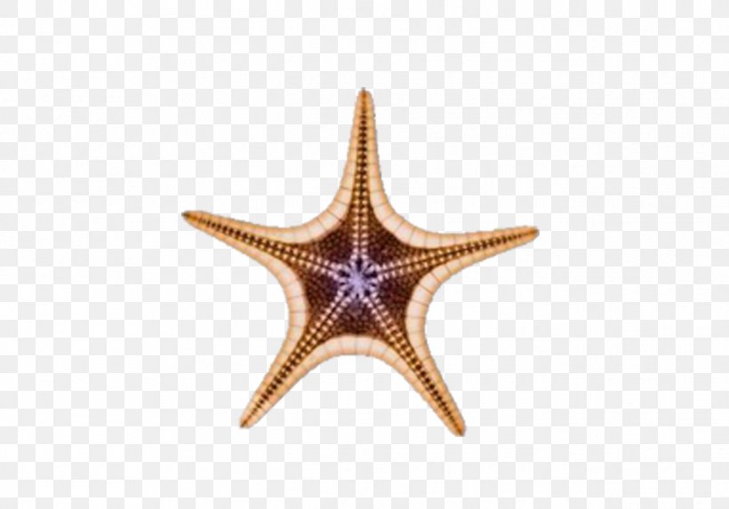 Starfish Euclidean Vector Download Icon, PNG, 1319x923px, Starfish, Echinoderm, Google Images, Invertebrate, Marine Invertebrates Download Free