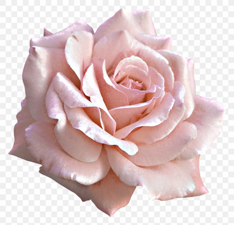 Light Rose Pink Clip Art, PNG, 1024x983px, Light, Close Up, Cut Flowers, Floribunda, Flower Download Free