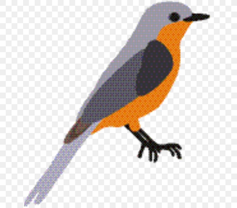 Robin Bird, PNG, 654x719px, Finches, Beak, Bird, European Robin, Fauna Download Free