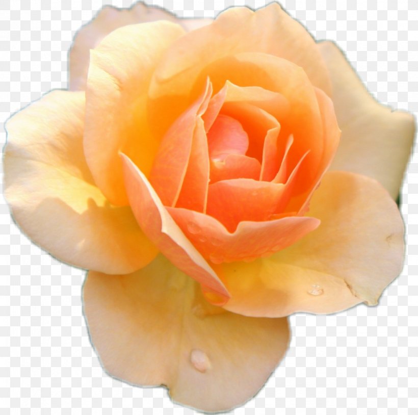 Rose Flower Stock Photography Image, PNG, 1234x1226px, Rose, Close Up, Color, Cut Flowers, Floribunda Download Free