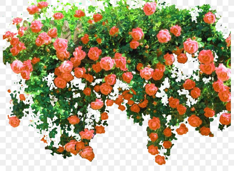 Rose Shrub Flower Clip Art, PNG, 799x599px, Rose, Annual Plant, Cut Flowers, Floral Design, Flower Download Free
