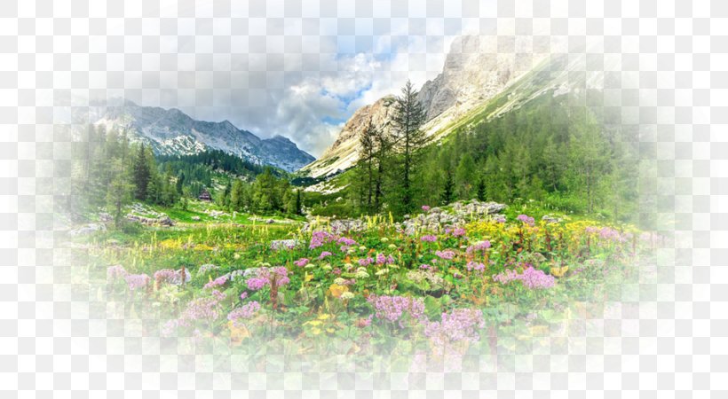 Desktop Wallpaper Nature Story Kazakhstan Flora Yandex, PNG, 800x450px, Kazakhstan, Display Resolution, Earth, Flora, Flower Download Free