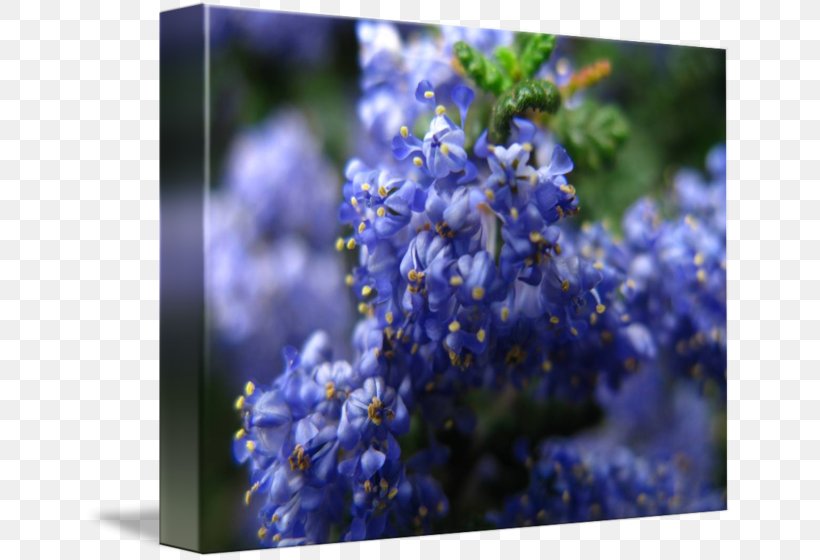English Lavender Larkspur Catnips, PNG, 650x560px, English Lavender, Blue, Bluebonnet, Delphinium, Flora Download Free