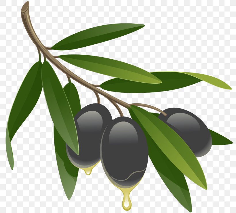 Olive Leaf Vector Graphics Drawing Olive Oil, PNG, 800x740px, Olive, Aristotelia Chilensis, Branch, Drawing, Food Download Free