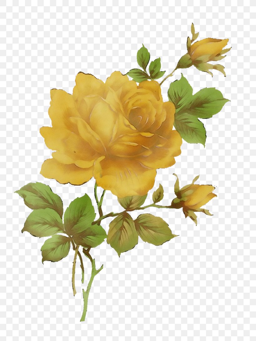 Rose, PNG, 729x1095px, Watercolor, Floribunda, Flower, Flowering Plant, Julia Child Rose Download Free