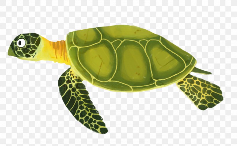 Sea Turtle Background, PNG, 1595x986px, Loggerhead Sea Turtle, Animal, Animation, Caretta, Cartoon Download Free