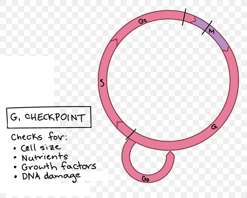 Cell Cycle Checkpoint Mitosis G1 Phase Meiosis, PNG, 1263x1016px, Cell Cycle Checkpoint, Biology, Body Jewelry, Cell, Cell Cycle Download Free