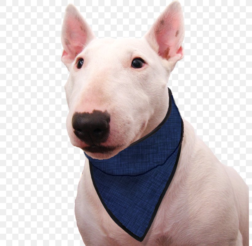 Dog Kerchief Scarf Clothing Collar, PNG, 800x800px, Dog, Blue, Bull And Terrier, Bull Terrier, Bull Terrier Miniature Download Free