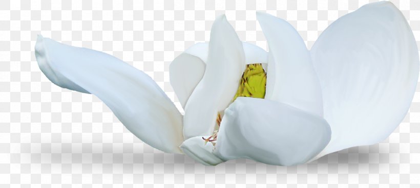 Flowering Plant, PNG, 1258x566px, Flowering Plant, Flower, Petal, Plant, White Download Free
