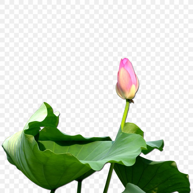 Nelumbo Nucifera Clip Art, PNG, 1501x1501px, Nelumbo Nucifera, Aquatic Plant, Arum, Bud, Drawing Download Free