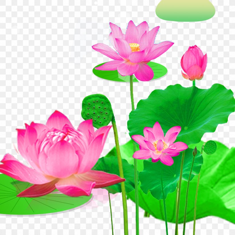 Nelumbo Nucifera Download Lotus Effect, PNG, 1000x1000px, Nelumbo Nucifera, Advertising, Annual Plant, Aquatic Plant, Flora Download Free