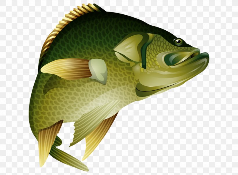 Perch Bass Black Crappie Game Fish, PNG, 1538x1137px, Perch, Bass, Black Crappie, Bluegill, Bonyfish Download Free