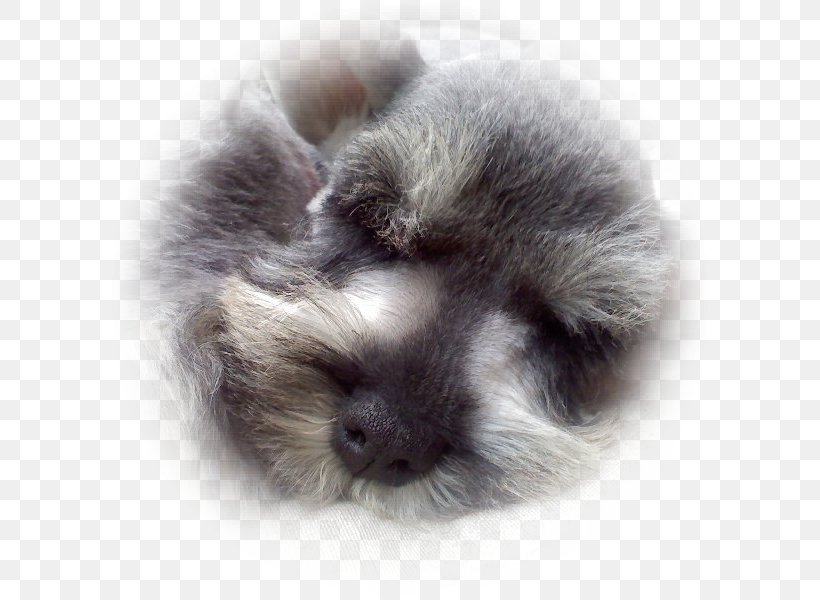 Rex Rabbit Fur Clothing Dog Breed Whiskers, PNG, 600x600px, Rex Rabbit, Carnivoran, Coat, Dog Breed, Dog Breed Group Download Free