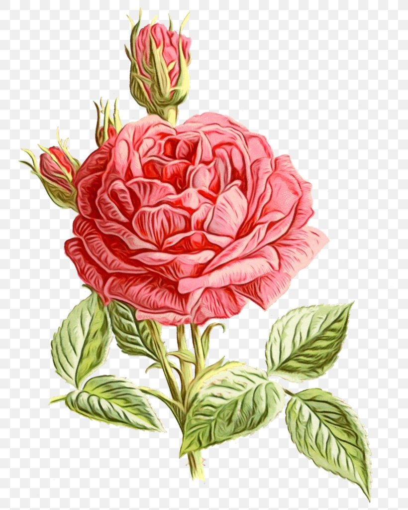 Garden Roses, PNG, 755x1024px, Watercolor, Cut Flowers, Flower, Garden Roses, Paint Download Free