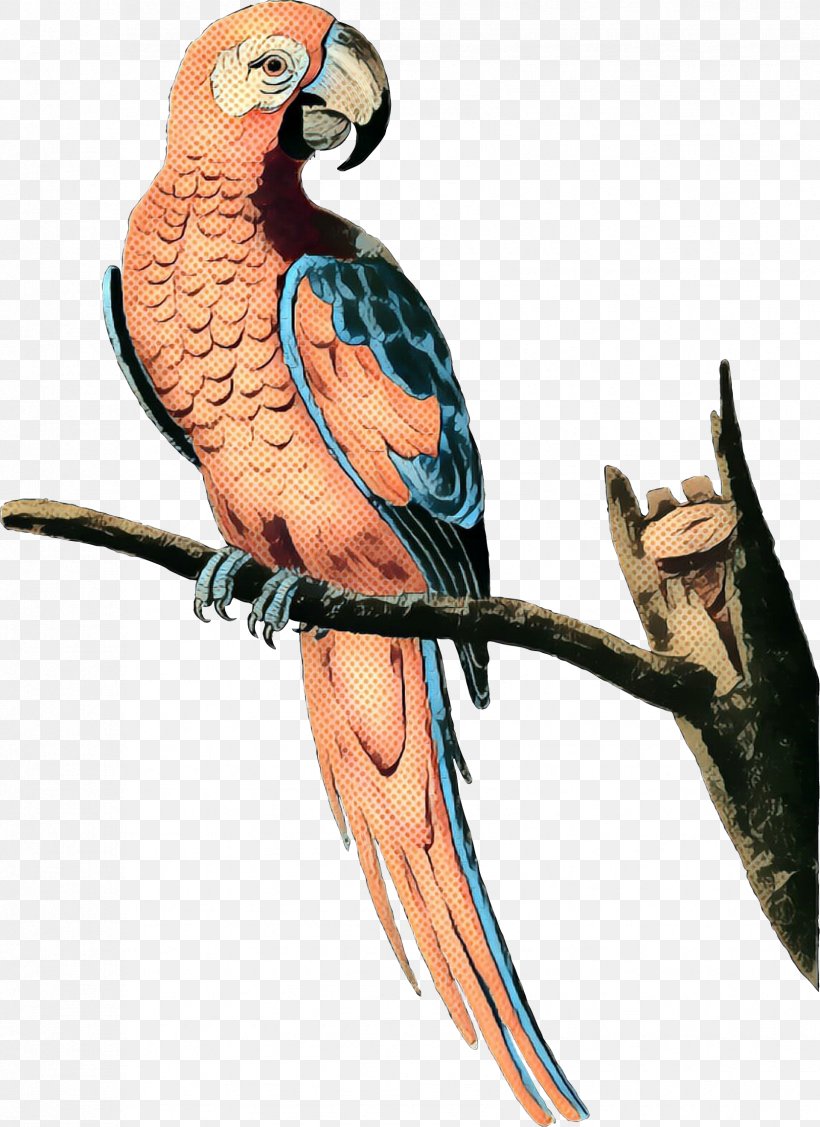 Macaw Parakeet Feather Beak Fauna, PNG, 1676x2304px, Macaw, Beak, Bird, Budgie, Falconiformes Download Free