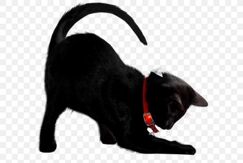 Persian Cat Kitten Pusheen Grumpy Cat Image, PNG, 595x551px, Persian Cat, Black, Black Cat, Canidae, Carnivore Download Free