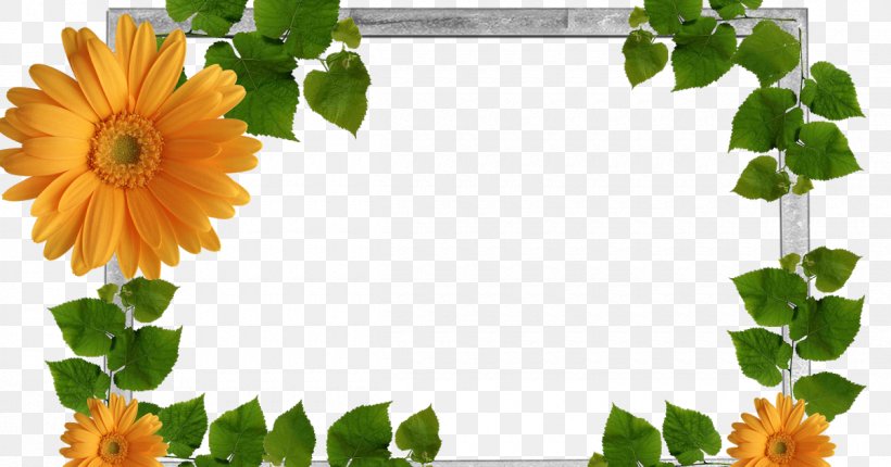 Picture Frames, PNG, 1200x630px, Picture Frames, Annual Plant, Cut Flowers, Daisy Family, Display Resolution Download Free
