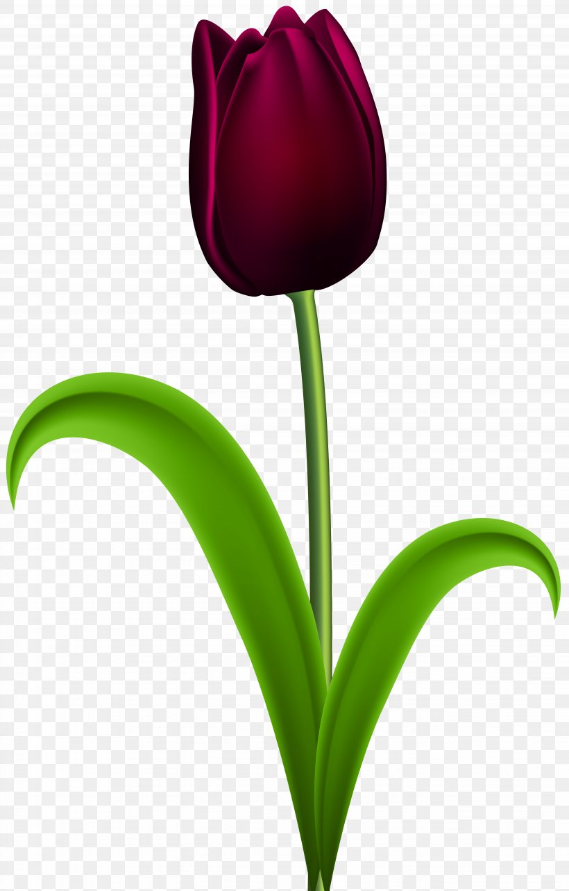Skagit Valley Tulip Festival Purple Flower, PNG, 5113x8000px, Tulip, Bitmap, Blog, Clip Art, Close Up Download Free