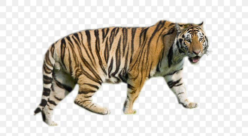 Tiger Internet Media Type Animal, PNG, 600x450px, Tiger, Animal, Animal Figure, Animaltotem, Big Cats Download Free