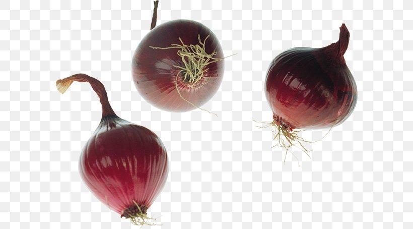 Yellow Onion Shallot Red Onion Clip Art, PNG, 600x454px, Yellow Onion, Author, Beetroot, Food, Ingredient Download Free