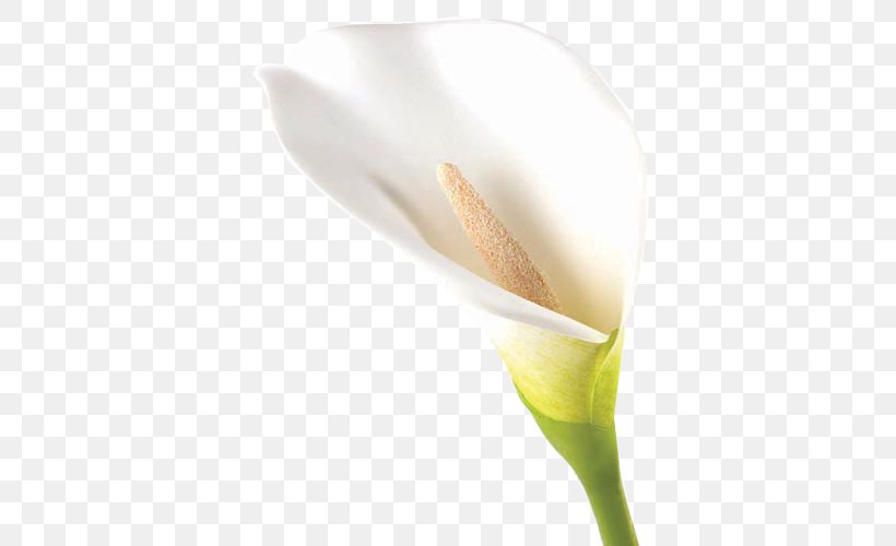 Arum Lilies Calas Flower Bud, PNG, 500x500px, Arum, Alismatales, Arum Family, Arum Lilies, Bud Download Free