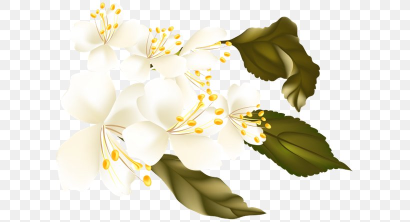 Flower Desktop Wallpaper Auglis Clip Art, PNG, 600x444px, Flower, Auglis, Blossom, Branch, Bud Download Free