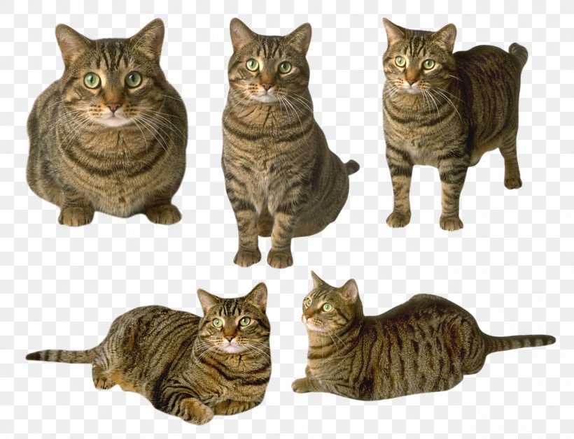 Meow Cat Sounds Dog Felidae Presentation, PNG, 1305x1000px, Cat, Animal, Asian, California Spangled, Carnivoran Download Free