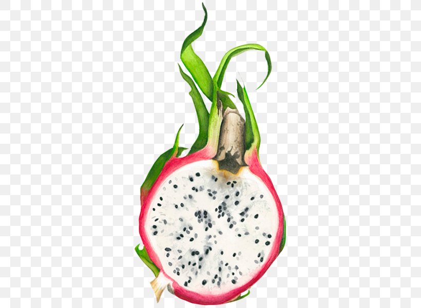 Pitaya Fruit Drawing Watercolor Painting, PNG, 333x600px, Pitaya, Art, Berry, Drawing, Flowerpot Download Free