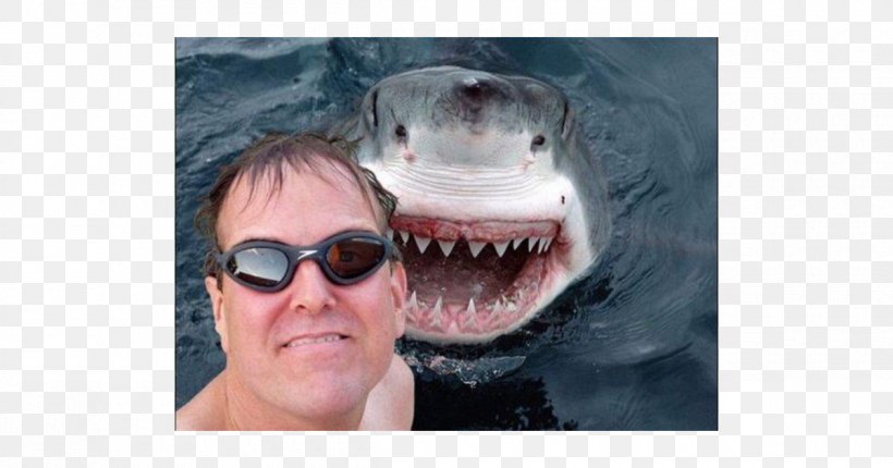 Shark Week Photobombing Great White Shark Selfie, PNG, 1200x630px, Shark, Animal, Close Up, Face, Fin Download Free