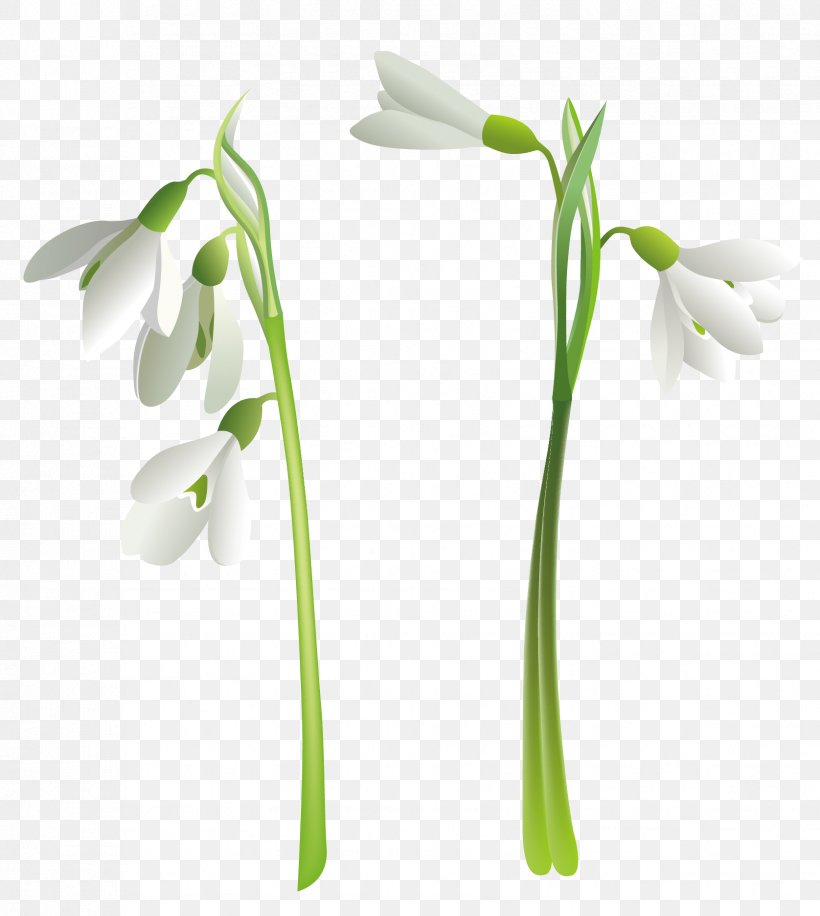 Snowdrop Flower Clip Art, PNG, 1676x1874px, Snowdrop, Autocad Dxf, Coreldraw, Crocus Vernus, Cut Flowers Download Free