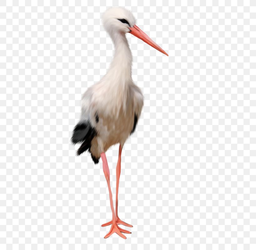White Stork Icon, PNG, 533x800px, White Stork, Beak, Bird, Ciconia, Ciconiiformes Download Free